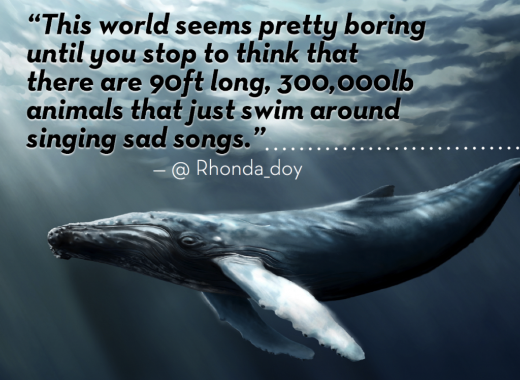 Whale Song. How long is a Whale?. Long Whale Song. Song of the Whales 1997.